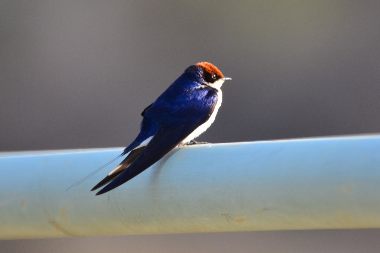 Hirundo smithii smithii Hirundo smithii smithii